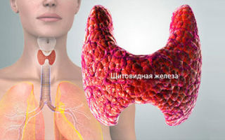 Симптомы проблем щитовидной железы — что делать при возникновении, опасность болезней щитовидки