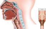 Клиническая анатомия лор органов: подробное описание носовой полости, гортани и слухового аппарата