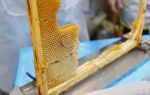 Можно ли есть воск из пчелиных сот без вреда для здоровья?