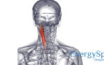 Мышца, поднимающая лопатку: анатомические особенности, функции и возможные проблемы в ее работе
