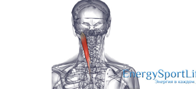 Мышца, поднимающая лопатку: анатомические особенности, функции и возможные проблемы в ее работе