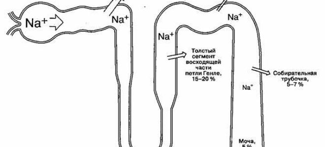 Отделы нефрона: какую роль они играют в жизни человека