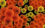 Какие болезни вызывают бактерии: классификация и лечение