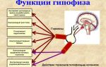 Что такое гипофиз головного мозга, роль гормонов гипофиза
