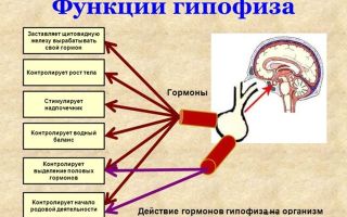 Что такое гипофиз головного мозга, роль гормонов гипофиза