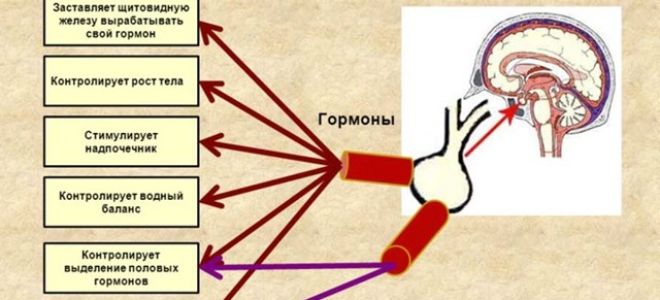 Что такое гипофиз головного мозга, роль гормонов гипофиза