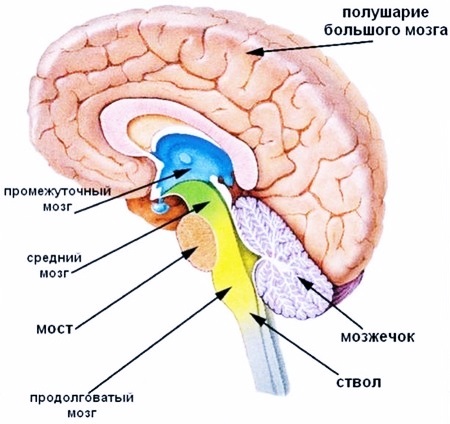 Отделы головного мозга и их функции, анатомическое строение