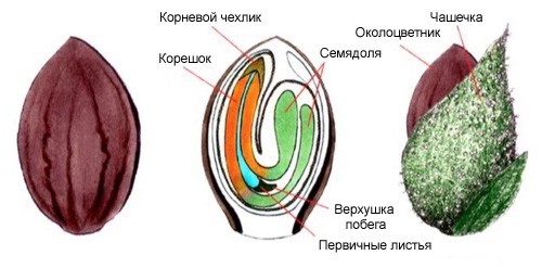 Как прорастить семя конопли: описание, область применения и рецепты
