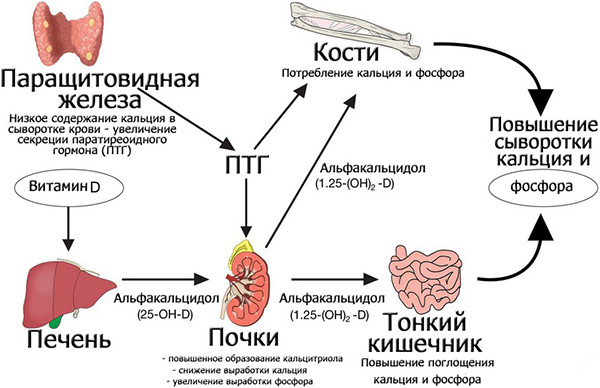 Анализ паратгормона, его норма содержания в крови и влияние на организм человека