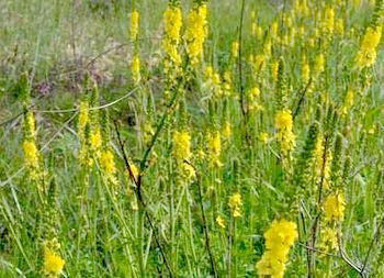 Лечебная трава репешок: применение и полезные свойства