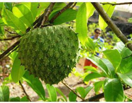 Гуанабана или плод дерева гравиола: что это такое, целебные и полезные свойства плода, противопоказания