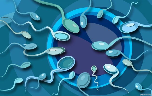 Спермограмма: сущность диагностической процедуры, ее проведение и расшифровка полученных результатов
