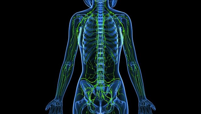 Лимфатические узлы на теле человека: где находятся и какие функции выполняют
