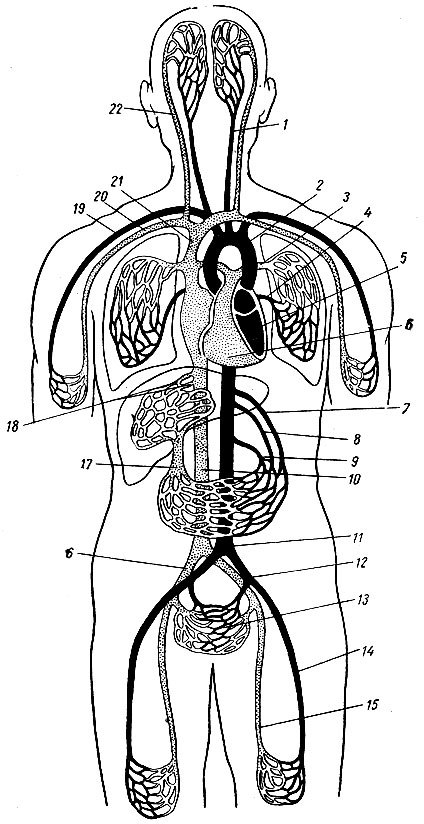 Схема кругов кровообращения человека: анатомические особенности, строение, функции