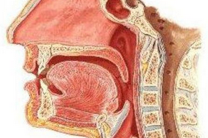 Клиническая анатомия лор органов: подробное описание носовой полости, гортани и слухового аппарата