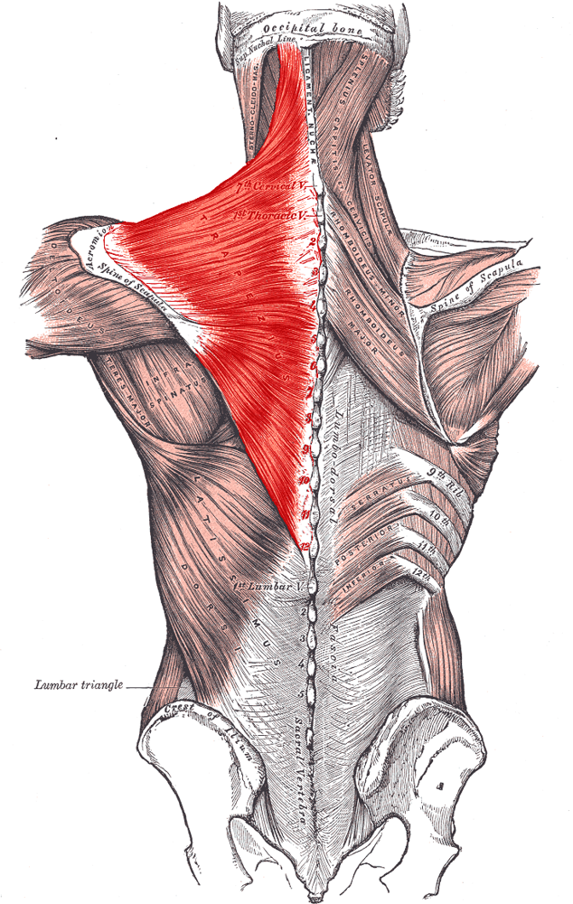 Мышца, поднимающая лопатку: анатомические особенности, функции и возможные проблемы в ее работе