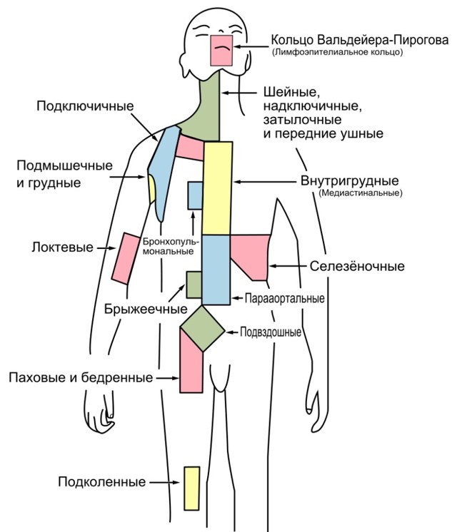 Лимфатические узлы на теле человека: где находятся и какие функции выполняют