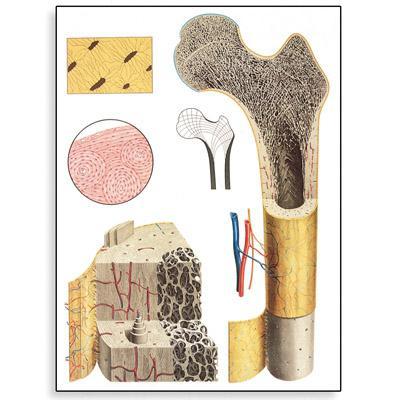 Компактное вещество кости - особенности строения, соединения костных тканей, разновидности суставных аппаратов