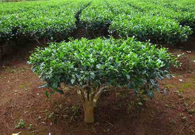 Масло чайного дерева от молочницы: особенности и правила по применению, рецепты и противопоказания