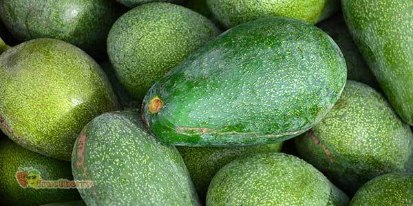 Как выглядит спелый авокадо, сложно ли хранить этот фрукт и как правильно принимать в пищу