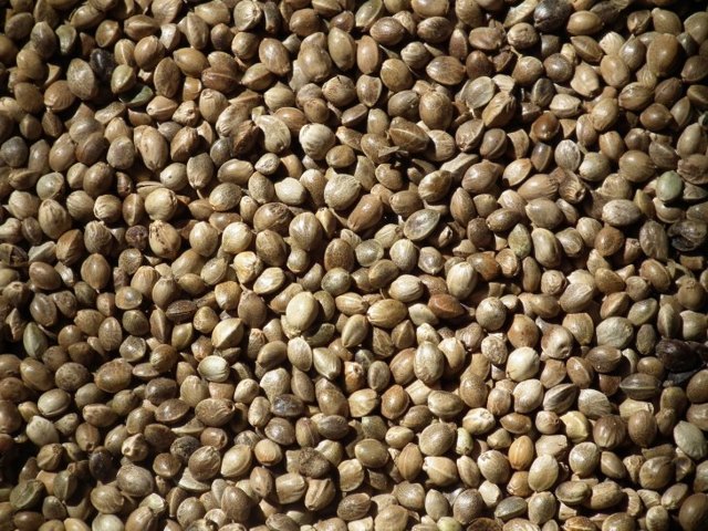 Как прорастить семя конопли: описание, область применения и рецепты