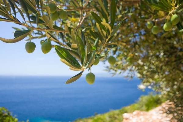 Чем полезны консервированные маслины для женщин, мужчин и беременных, состав и виды продукта