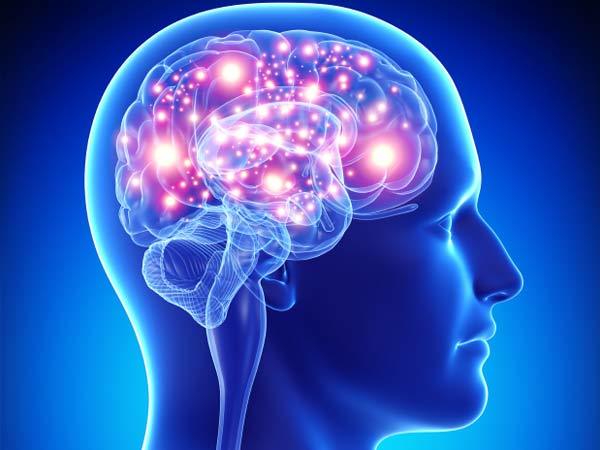 Отделы головного мозга и их функции, анатомическое строение