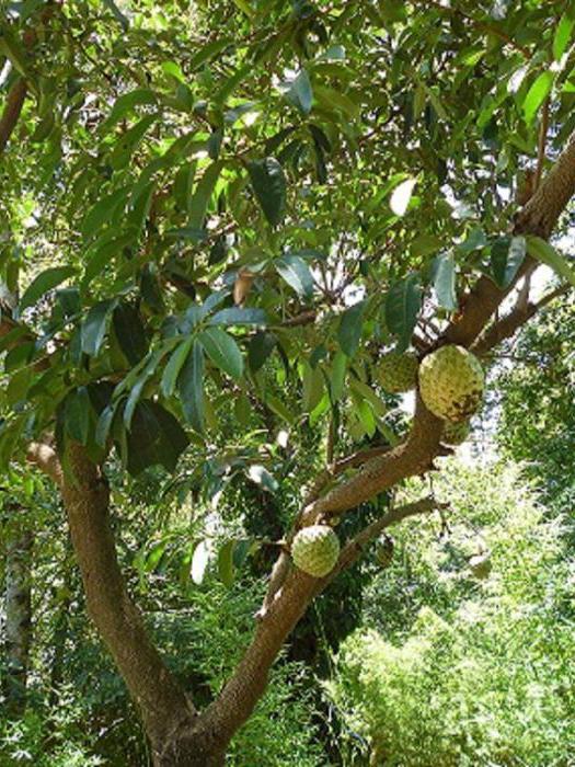 Гуанабана или плод дерева гравиола: что это такое, целебные и полезные свойства плода, противопоказания