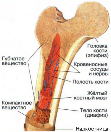 Костномозговая полость компактное вещество надкостница губчатое. Трубчатая кость строение анатомия. Бедренная кость внутреннее строение. Костная ткань бедренной кости строение. Строение бедренной кости с костным мозгом.