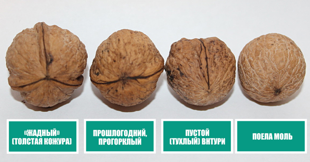 Для чего полезны грецкие орехи, как их правильно применять