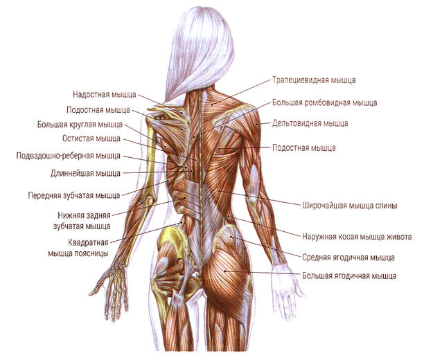 Мышца, поднимающая лопатку: анатомические особенности, функции и возможные проблемы в ее работе