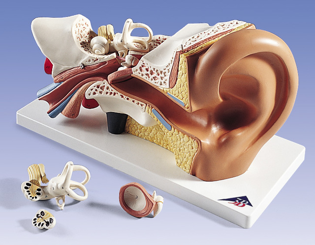 Как убрать заложенность уха и выявить причину патологии