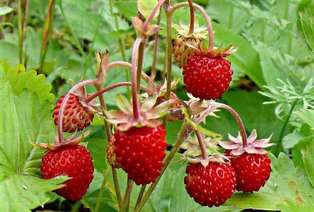 Лечебные свойства лесной земляники - применение лекарственной ягоды в народной медицине, рецепты