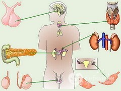 Что относят к эндокринной системе органов - значение, главные функции