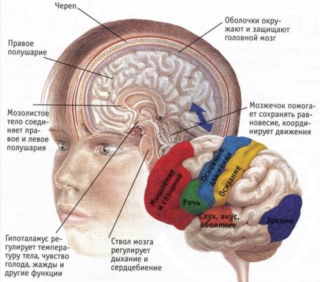 Строение и функции коры головного мозга, способы диагностики аномалии