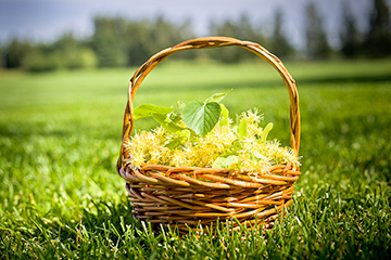 Как действуют травы при сухом кашле: популярные рецепты, профилактика, травы для детей и при беременности