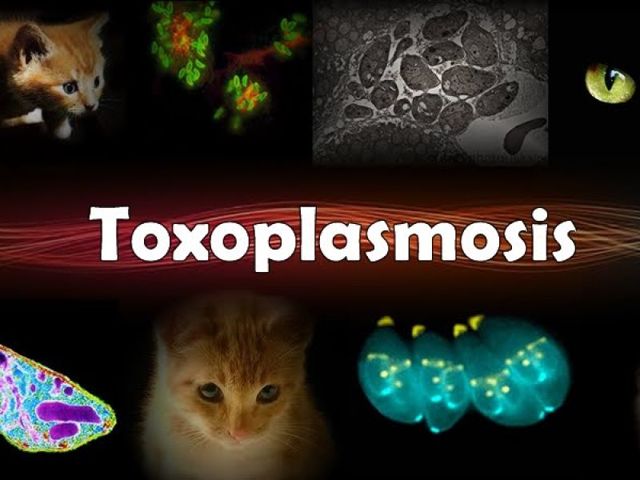 Как развивается токсоплазмоз, симптомы у человека и осложнения при отсутствии терапии
