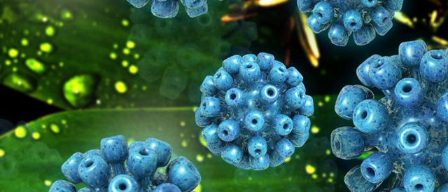 Вирус гепатита c: устойчивость во внешней среде, последствия