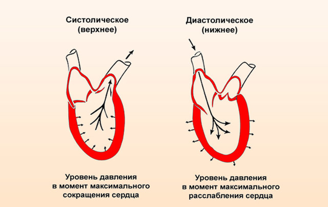 Что такое систолическое и диастолическое артериальное давление: механизм возникновения, нормы, отличия