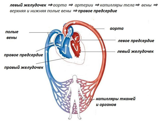 Схема кругов кровообращения человека: анатомические особенности, строение, функции