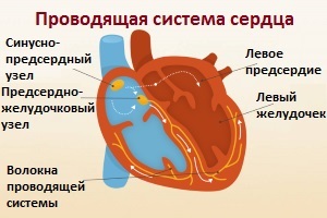 Полувертикальная электрическая позиция сердца: характер явления, возможные причины, необходимые меры