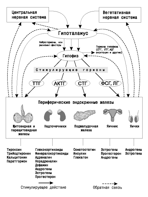 Таблица эндокринных желез и их функций