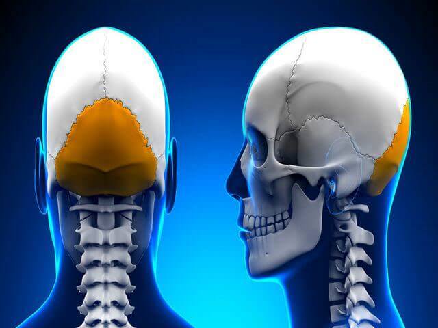 Затылочная кость черепа: строение, травмы, последствия