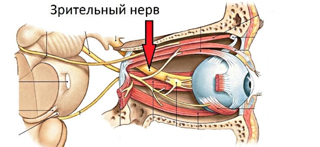 Симптомы отека зрительного нерва, строение нерва, диагностика и терапия болезни