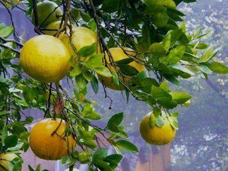 Свити: польза и вред фруктовой экзотики