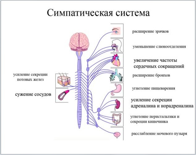 Функции симпатической нервной системы - специфика строения, заболевания, методы лечения и восстановления