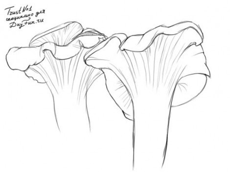 Как нарисовать гриб лисичку, почетного представителя леса