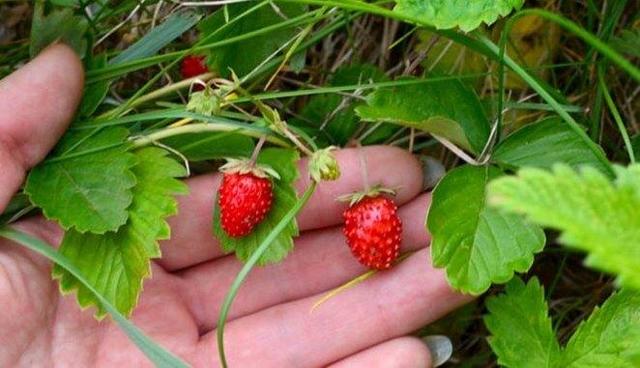 Лечебные свойства лесной земляники - применение лекарственной ягоды в народной медицине, рецепты