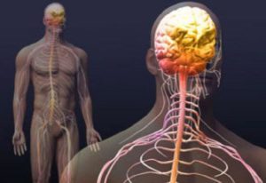Функции симпатической нервной системы - специфика строения, заболевания, методы лечения и восстановления