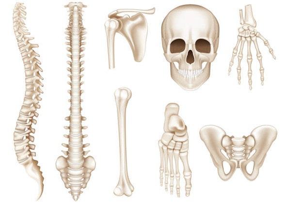 Компактное вещество кости - особенности строения, соединения костных тканей, разновидности суставных аппаратов